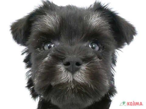 東京都のミニチュアシュナウザー (コジマ町田店/2024年4月20日生まれ/男の子/ブラックシルバー)の子犬