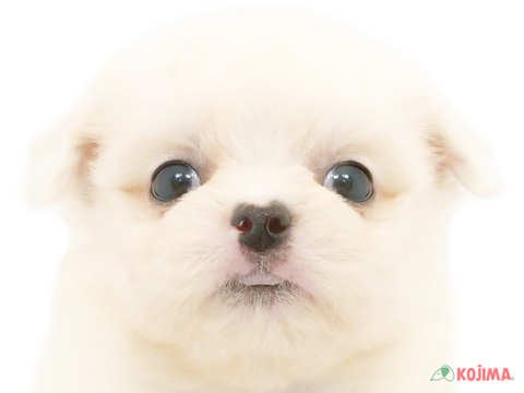 千葉県のハーフ犬 (コジマ松戸店/2024年4月23日生まれ/女の子/ホワイト)の子犬