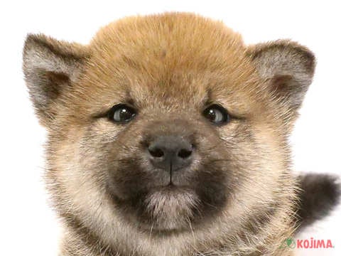 2024年4月22日生まれの柴犬(標準サイズ)の1枚目の写真