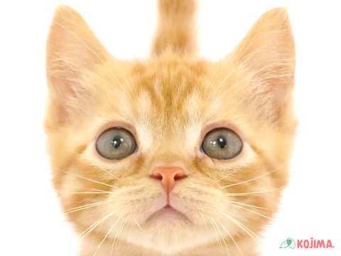 神奈川県のマンチカン (コジマニトリモール相模原店/2024年4月16日生まれ/男の子/レッドタビー)の子猫