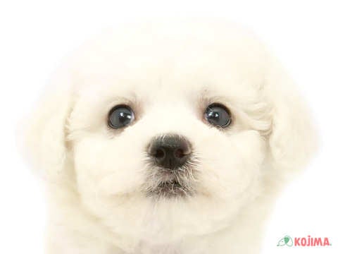 東京都のビションフリーゼ (コジマ両国店/2024年4月22日生まれ/男の子/ホワイト)の子犬