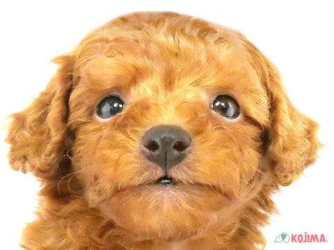 東京都のトイプードル(トイ) (コジマソコラ用賀店/2024年4月20日生まれ/男の子/レッド)の子犬