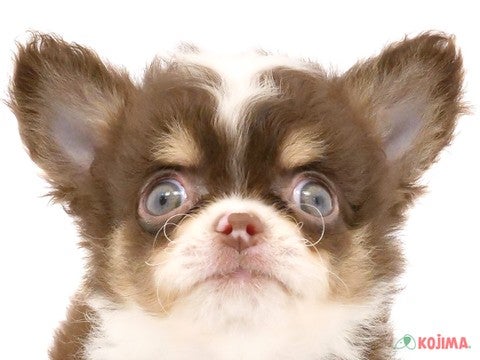 千葉県のチワワ(ロング) (コジマアリオ柏店/2024年4月25日生まれ/男の子/チョコレートタンホワイト)の子犬