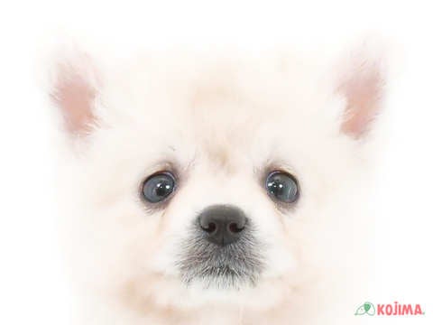 東京都のポメラニアン (コジマ新小岩店/2024年4月22日生まれ/女の子/ホワイト)の子犬