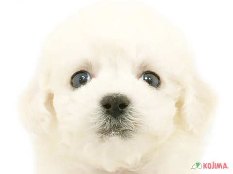 東京都のビションフリーゼ (コジマソコラ用賀店/2024年4月21日生まれ/男の子/ホワイト)の子犬