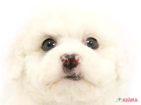 東京都のビションフリーゼ (コジマ新小岩店/2024年4月22日生まれ/女の子/ホワイト)の子犬