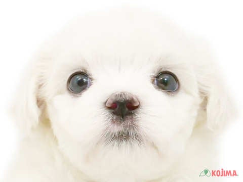 東京都のマルチーズ (コジマ足立店/2024年4月17日生まれ/女の子/ホワイト)の子犬