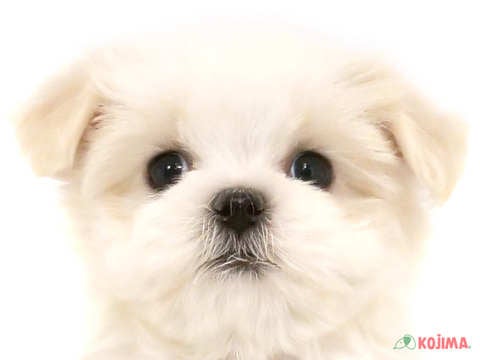 東京都のマルチーズ (コジマアリオ西新井店/2024年4月22日生まれ/女の子/ホワイト)の子犬