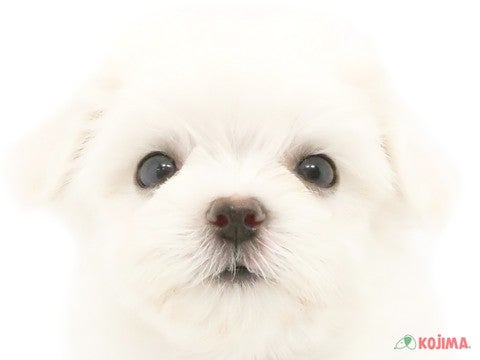 東京都のマルチーズ (コジマ板橋店/2024年4月23日生まれ/女の子/ホワイト)の子犬
