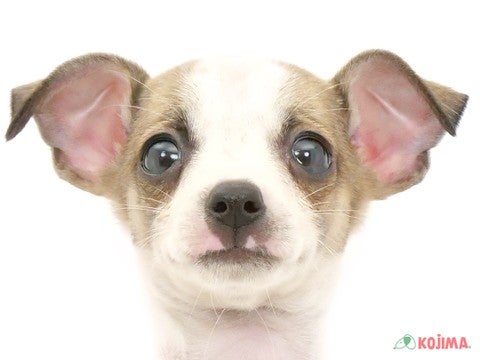 東京都のハーフ犬 (コジマ府中店/2024年4月18日生まれ/男の子/ホワイトレッド)の子犬
