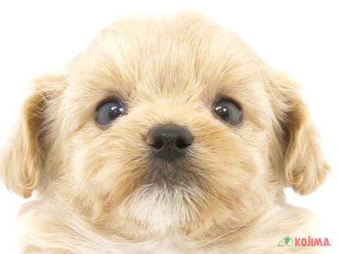茨城県のペキプー(ペキニーズ×プードル) (コジマイーアスつくば店/2024年4月22日生まれ/男の子/クリームホワイト)の子犬