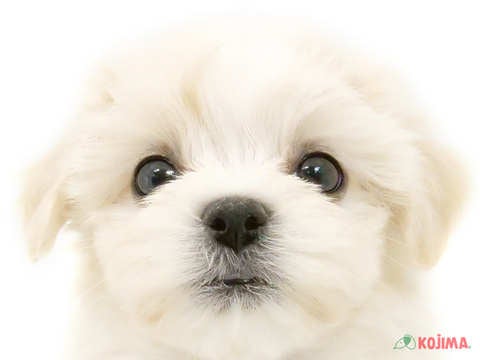東京都のマルチーズ (コジマ国分寺店/2024年4月23日生まれ/男の子/ホワイト)の子犬
