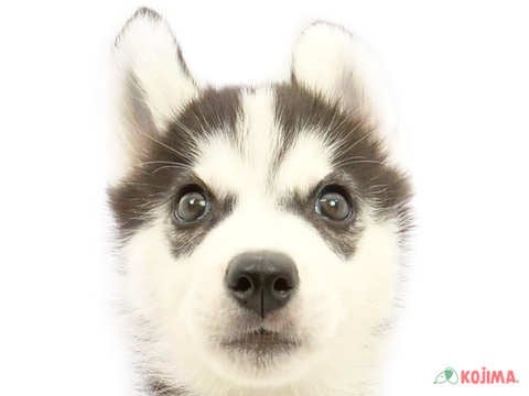 神奈川県のシベリアンハスキー (コジマアリオ橋本店/2024年4月24日生まれ/男の子/ブラックホワイト)の子犬