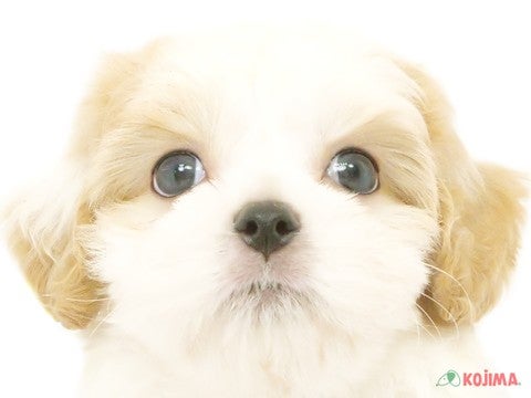 東京都のハーフ犬・ミックス犬 (コジマ練馬店/2024年4月28日生まれ/女の子/ホワイトクリーム)の子犬