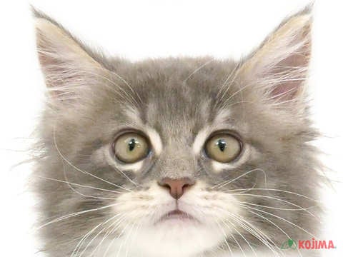 兵庫県のメインクーン (コジマ明石店/2024年4月26日生まれ/男の子/ブルータビーホワイト)の子猫