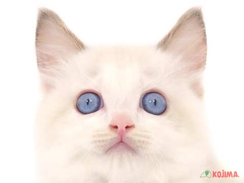 兵庫県のラグドール (コジマ明石店/2024年4月28日生まれ/男の子/ブルーポイントバイカラー)の子猫