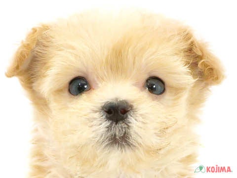 東京都のマルプー(マルチーズ×プードル) (コジマアリオ北砂店/2024年4月28日生まれ/男の子/クリーム)の子犬