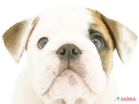 東京都のブルドッグ (コジマアリオ葛西店/2024年4月25日生まれ/男の子/レッドホワイト)の子犬