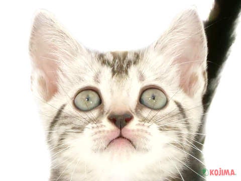 千葉県のアメリカンショートヘアー (コジマ松戸店/2024年4月26日生まれ/男の子/シルバータビー)の子猫