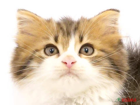 埼玉県のスコティッシュストレート (コジマ三郷店/2024年4月20日生まれ/男の子/ブラウンマッカレルタビーホワイト)の子猫