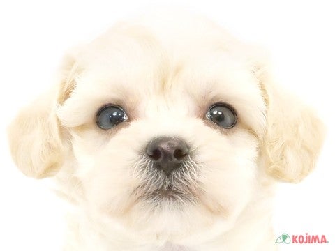 東京都のマルプー(マルチーズ×プードル) (コジマ練馬店/2024年4月28日生まれ/男の子/クリームホワイト)の子犬
