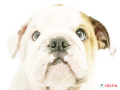 東京都のブルドッグ (コジマ国立店/2024年4月25日生まれ/男の子/レッドホワイト)の子犬