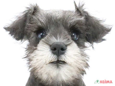 兵庫県のミニチュアシュナウザー (コジマ明石店/2024年4月27日生まれ/女の子/ソルトペッパー)の子犬