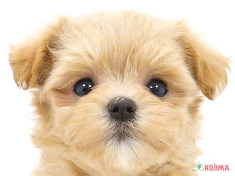 東京都のマルプー(マルチーズ×プードル) (コジマ国立店/2024年4月27日生まれ/女の子/アプリコット)の子犬
