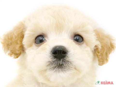東京都のビションプー(ビションフリーゼ×プードル) (コジマ木場店/2024年4月28日生まれ/男の子/クリーム)の子犬