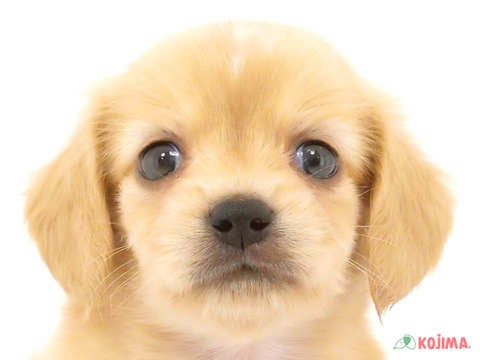 東京都のチワックス(チワワ×ダックス) (コジマ町田店/2024年4月29日生まれ/男の子/クリームホワイト)の子犬