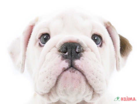 埼玉県のブルドッグ (コジマ三郷店/2024年4月25日生まれ/女の子/ホワイトレッド)の子犬