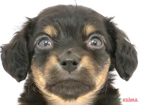 東京都のチワックス(チワワ×ダックス) (コジマ板橋店/2024年4月27日生まれ/男の子/ブラックタン)の子犬