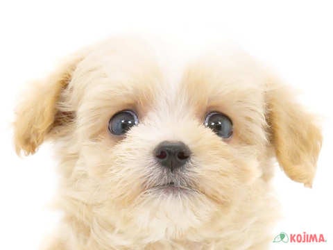 東京都のマルプー(マルチーズ×プードル) (コジマ練馬店/2024年4月27日生まれ/女の子/クリーム)の子犬