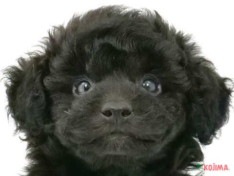東京都のトイプードル(トイ) (コジマ練馬店/2024年4月26日生まれ/男の子/ブラック)の子犬