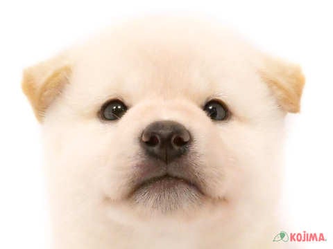 東京都の柴犬(標準サイズ) (コジマ竹ノ塚店/2024年4月25日生まれ/男の子/白)の子犬