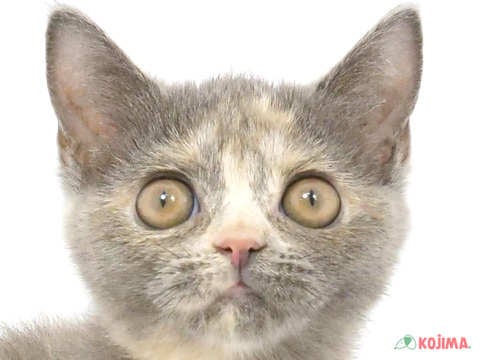 東京都のブリティッシュショートヘアー (コジマ八王子店/2024年4月25日生まれ/女の子/ブルークリーム)の子猫