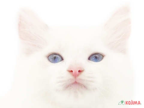 東京都のラグドール (コジマ田端店/2024年4月26日生まれ/女の子/シールポイントバイカラー)の子猫