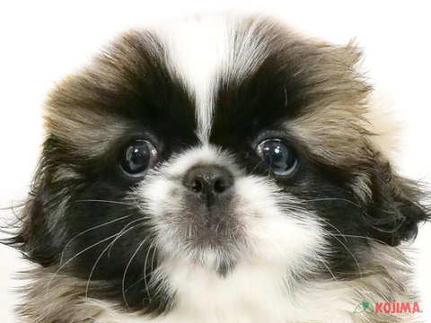 神奈川県のペキニーズ (コジマニトリモール相模原店/2024年4月29日生まれ/女の子/パーティーカラー)の子犬