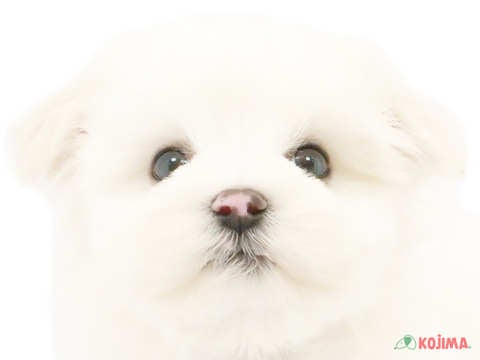 埼玉県のマルチーズ (コジマ和光店/2024年4月29日生まれ/男の子/ホワイト)の子犬
