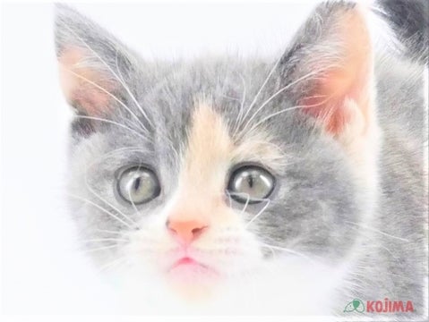 兵庫県のスコティッシュストレート (コジマ明石店/2024年4月28日生まれ/女の子/ダイリュートキャリコ)の子猫