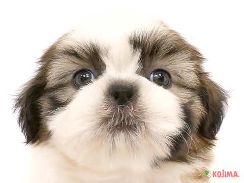 千葉県のシーズー (コジマウエルケアセンター/2024年5月1日生まれ/男の子/ホワイトゴールド)の子犬
