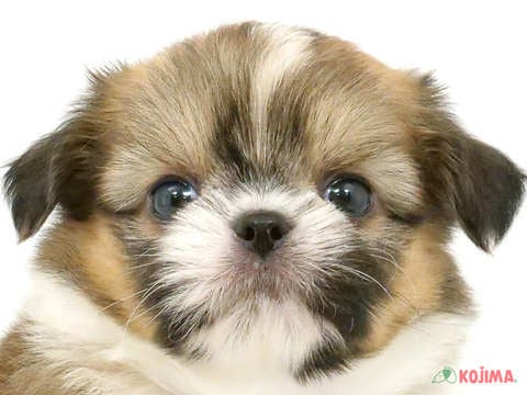 千葉県のチワズー/チワシーズ(チワワ×シーズー) (コジマウエルケアセンター/2024年5月2日生まれ/男の子/ホワイトブラウン)の子犬