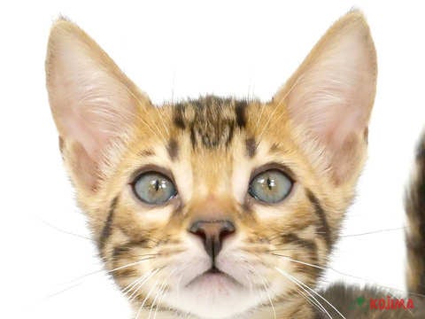 千葉県のベンガル (コジマウエルケアセンター/2024年4月26日生まれ/女の子/ブラウンスポットタビー)の子猫