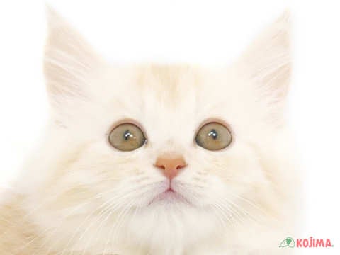 茨城県のミヌエット (コジマイーアスつくば店/2024年4月26日生まれ/男の子/クリームタビーホワイト)の子猫