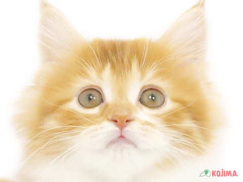 埼玉県のミヌエット (コジマ浦和店/2024年4月26日生まれ/女の子/レッドタビーホワイト)の子猫