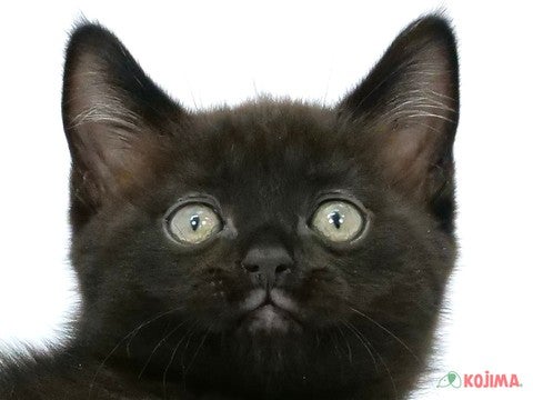 東京都のマンチカン (コジマ練馬店/2024年4月26日生まれ/男の子/ブラック)の子猫