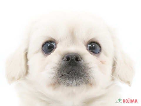 東京都のペキックス(ダックス×ペキニーズ) (コジマ練馬店/2024年4月28日生まれ/女の子/クリーム)の子犬