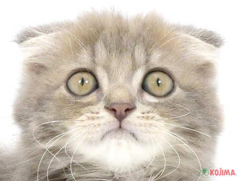 埼玉県のスコティッシュフォールド (コジマアリオ深谷店/2024年4月24日生まれ/男の子/ブルータビー)の子猫