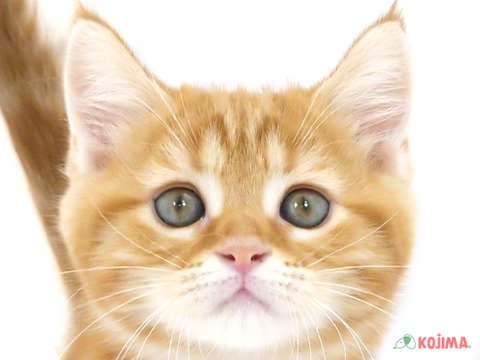 埼玉県のミヌエット (コジマ大宮店/2024年4月22日生まれ/女の子/レッドタビー)の子猫