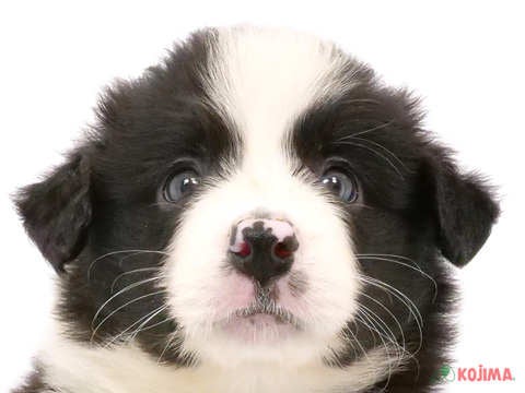 東京都のボーダーコリー (コジマアリオ北砂店/2024年4月27日生まれ/男の子/ブラックホワイト)の子犬
